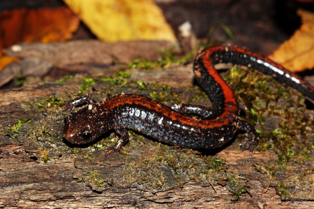 Southern Red-backed Salamander (Plethodon serratus) · iNaturalist