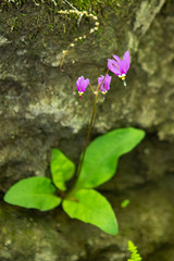 Primula fassettii