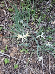 Iris tenuissima