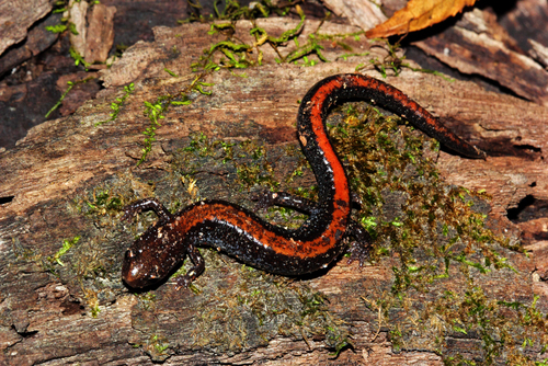 Southern Red-backed Salamander