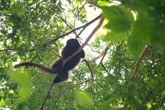 Callicebus personatus