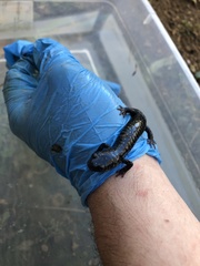 Plethodon glutinosus