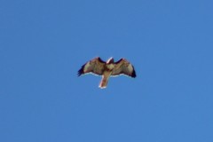 Buteo jamaicensis
