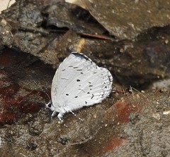 Celastrina lavendularis himilcon