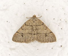 Digrammia muscariata