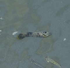 Poecilia mexicana