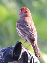 Haemorhous mexicanus