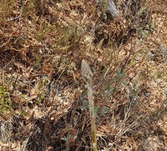 Sarcoglottis schaffneri