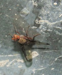 Diacrita costalis