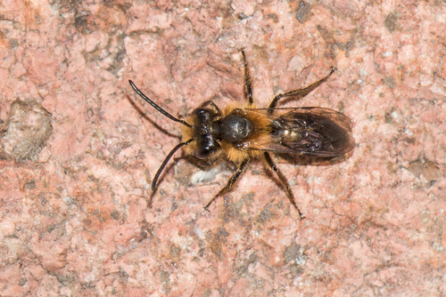 Milwaukee Mining Bee