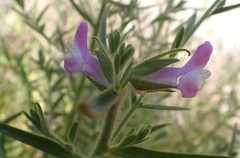Sairocarpus multiflorus