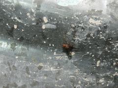 Diacrita costalis