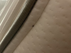Cimicoidea
