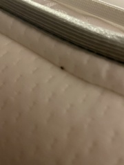 Cimicoidea