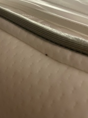 Cimicoidea