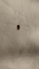 Cimicoidea