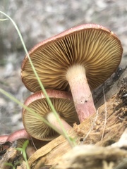 Gymnopilus purpuratus