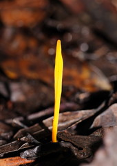 Clavulinopsis amoena