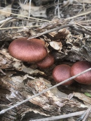 Gymnopilus purpuratus
