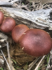 Gymnopilus purpuratus