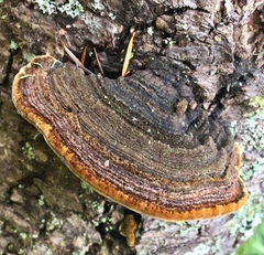 Porodaedalea
