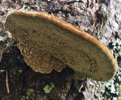 Porodaedalea