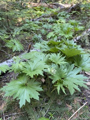 Cacaliopsis nardosmia