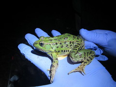 Lithobates spectabilis