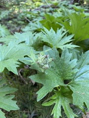 Cacaliopsis nardosmia