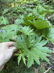 Cacaliopsis nardosmia
