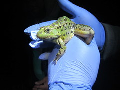 Lithobates spectabilis