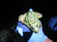 Lithobates spectabilis
