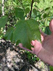 Acer rubrum drummondii