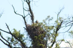 Buteo jamaicensis calurus