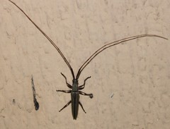 Hippopsis lemniscata