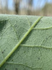 Acer rubrum drummondii