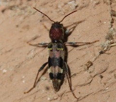 Xylotrechus colonus