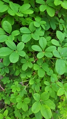 Akebia