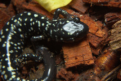 Plethodon glutinosus