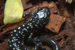 Plethodon glutinosus