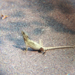 Basiliscus vittatus