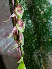 Acianthera
