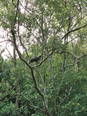 Nisaetus cirrhatus limnaeetus