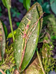 Acianthera