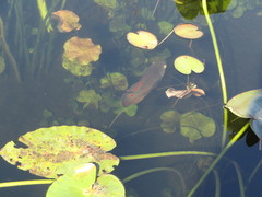 Astronotus ocellatus