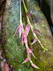 Acianthera