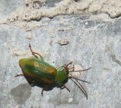 Diabrotica porracea