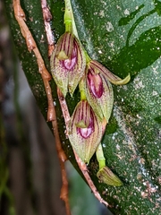Acianthera