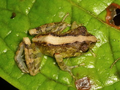 Pristimantis pteridophilus