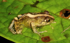 Pristimantis pteridophilus